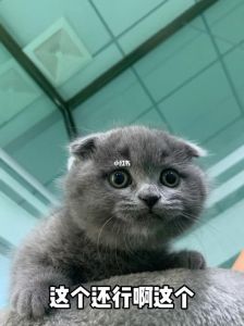 折耳蓝猫价格3500元起，品相越贵，有遗传病风险（折耳蓝猫一般都在什么价位）