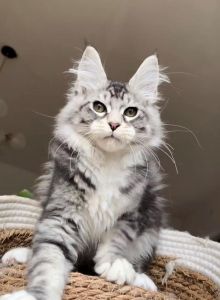 凯米尔烟色纯色，选猫看性格养护更重要（最帅气最好看的是什么颜色的猫）