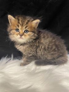 温顺可爱，好养又亲人（正宗金虎斑猫图片）