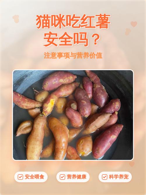 红薯能喂猫吗？适量有益助消化！（猫能不能吃山芋）