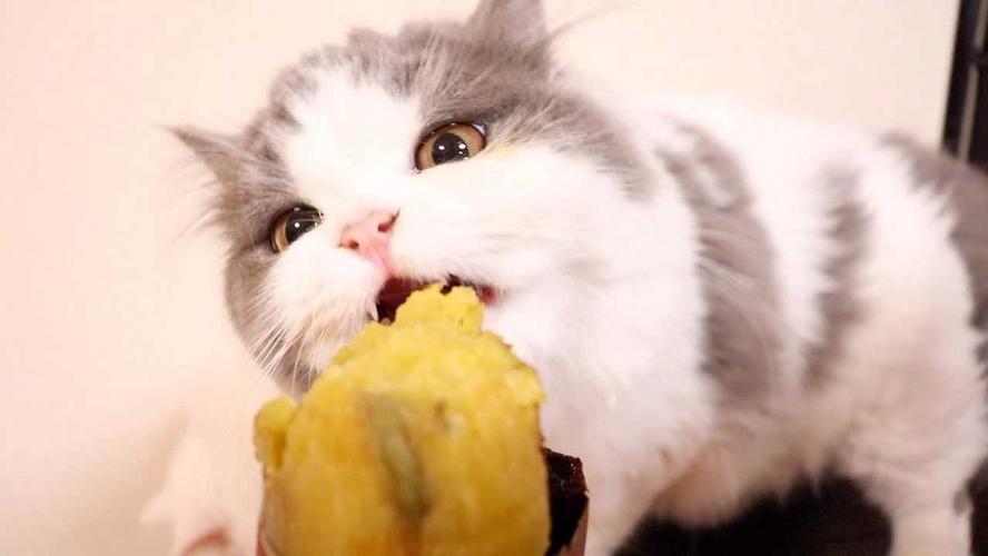 猫咪可食熟红薯，少量喂食有益健康（猫咪可以吃番薯吗熟的）