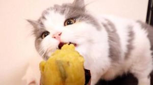猫咪可食熟红薯，少量喂食有益健康（猫咪可以吃番薯吗熟的）