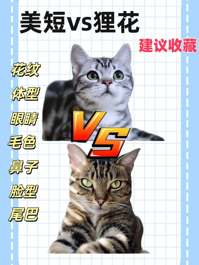 看脸型毛色轻松分辨（美国短毛猫与狸花猫区别）