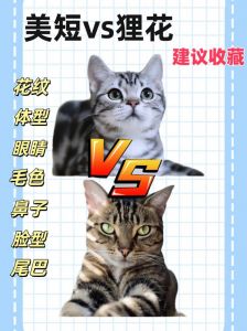 看脸型毛色轻松分辨（美国短毛猫与狸花猫区别）