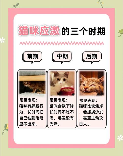 警惕！猫咪剃毛炸毛尖叫要停止，安抚观察别忽视（给猫剃毛应激了怎么办）