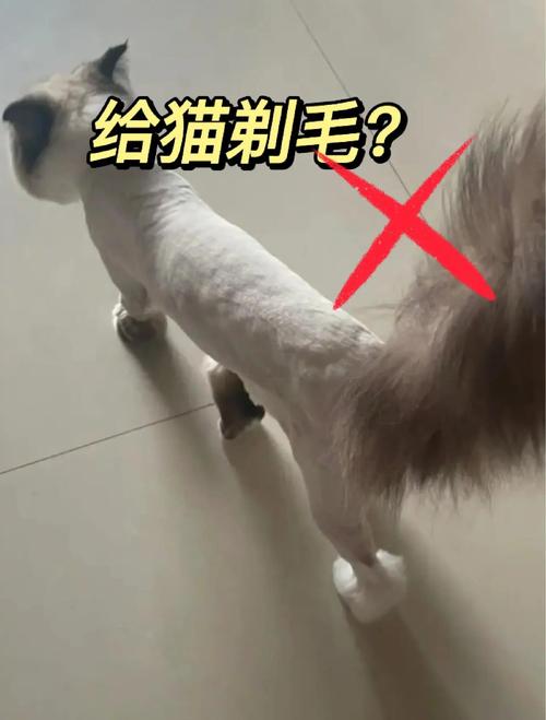 剃光猫毛危害大，注意防晒防受伤！（猫的毛可以全部剃掉吗）