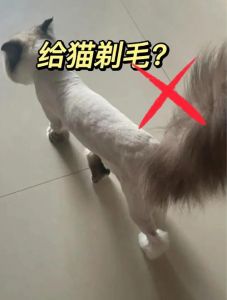 剃完毛的猫多久长毛？注意防晒营养！（猫剃毛后需要洗澡吗）