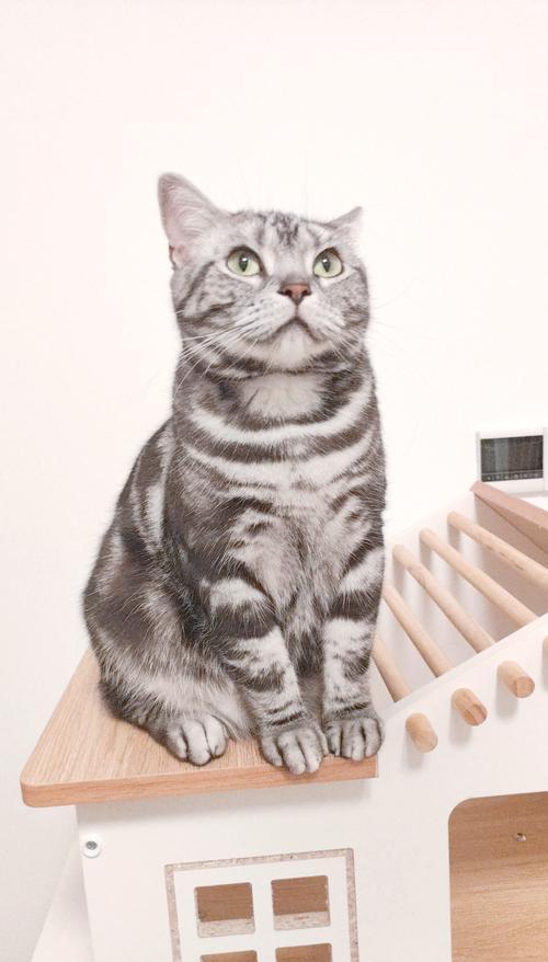 圆润可爱惹人爱（短毛猫作品）