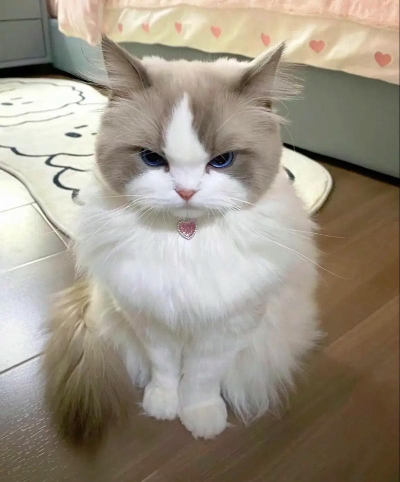 养娇贵布偶猫成本高，60元手工猫饭制胜！（五年了富婆太太圈娇贵的赛季布偶猫）
