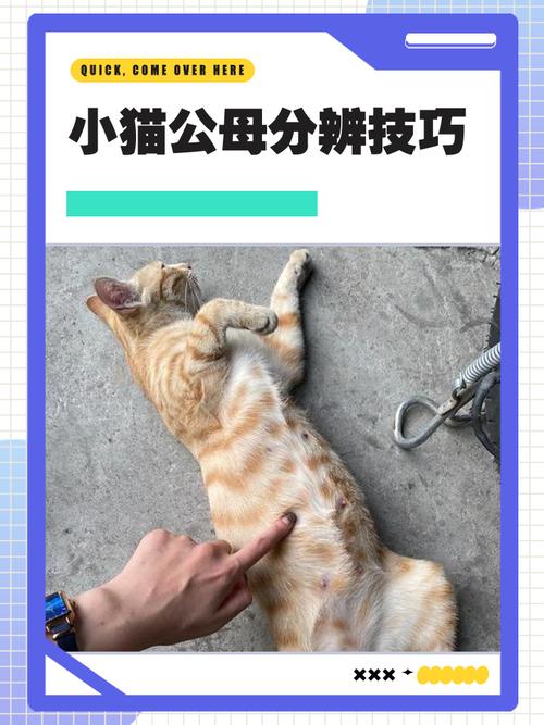 公橘猫多母橘猫少，基因决定毛色（橘猫是公的还是母的）