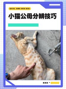 公橘猫多母橘猫少，基因决定毛色（橘猫是公的还是母的）