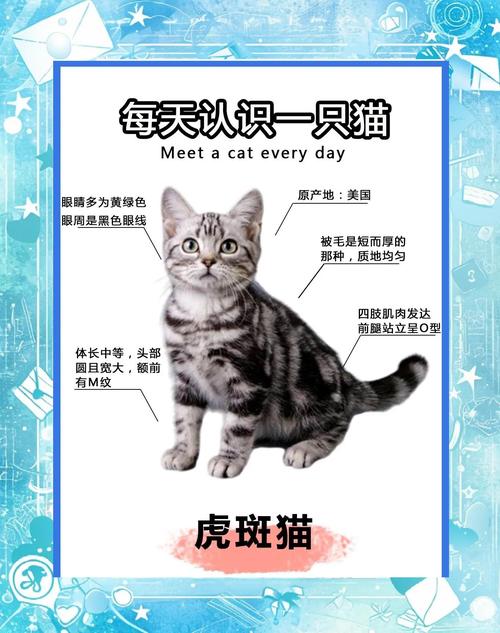虎斑折耳猫比立耳贵，受欢迎且繁育成本高（虎斑猫折耳贵还是立耳贵）