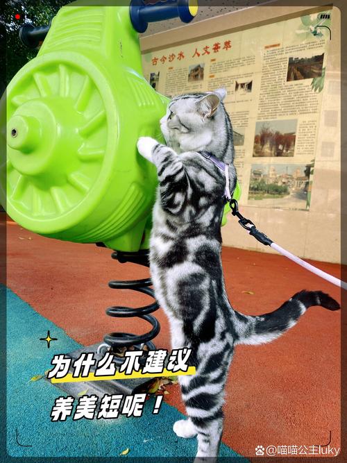 美短虽好养，但病多掉毛重，花钱需多陪（美国短毛猫为什么不建议养）
