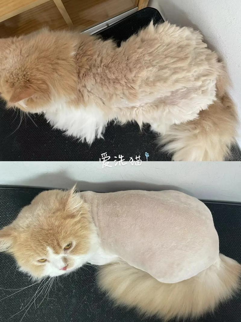 剃毛伤皮肤又掉毛？猫咪毛发很重要，谨慎剃毛！（猫毛可以剪吗）