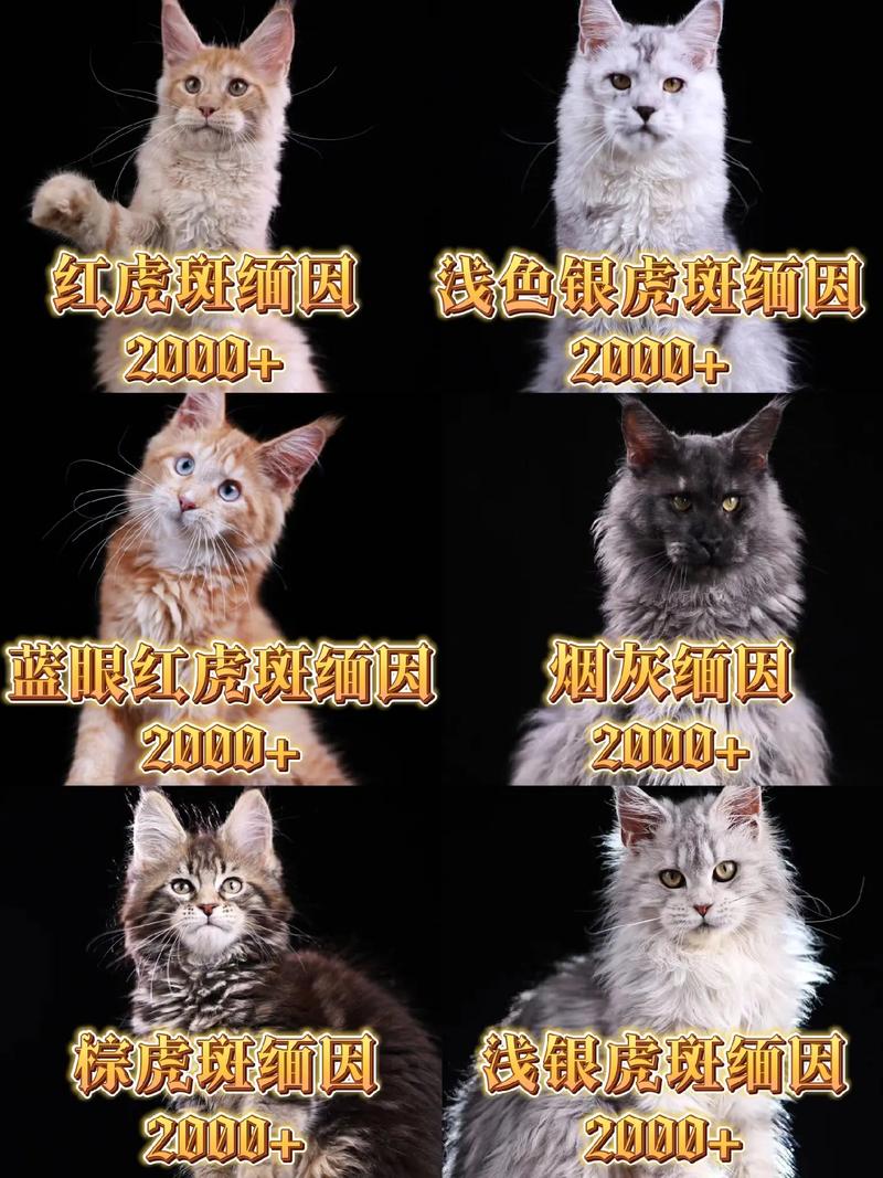 聪明好奇爱陪伴的缅因猫很亲人（缅因猫的智商相当于人的几岁）