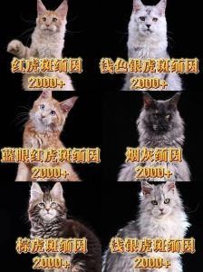 聪明好奇爱陪伴的缅因猫很亲人（缅因猫的智商相当于人的几岁）