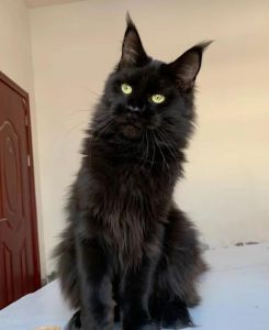 领地气味多样睡姿敏感互动（黑色虎斑猫图片）