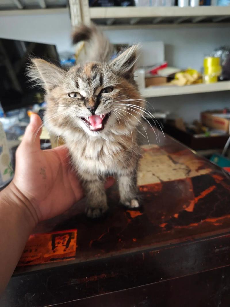 短毛易打理的活泼伙伴（狸花猫属于长毛还是短毛）