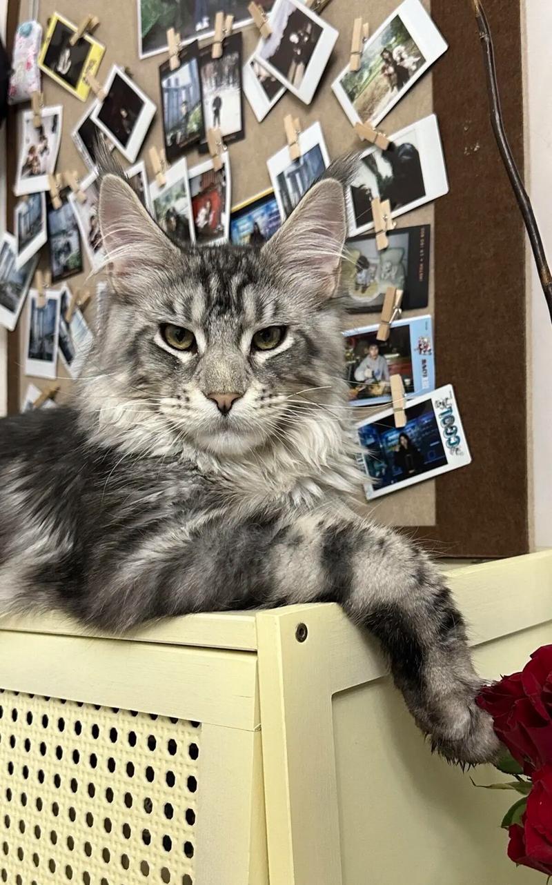 大猫像狮子？温柔又独立，沙发统治者缅因猫！（谁懂啊缅因猫大佬竟然这么软）
