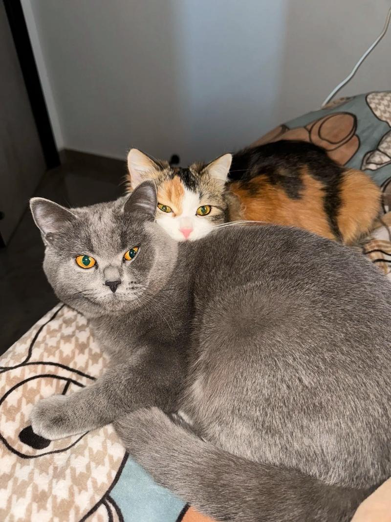 三花猫活泼 蓝猫安静 选猫看性格（三花猫和蓝猫优缺点）