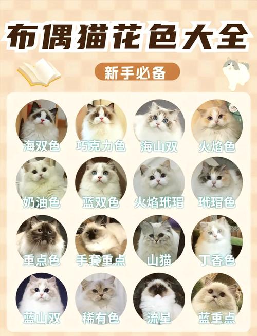 优雅安静，养它要注意这些（花花与三猫养的布偶叫什么）