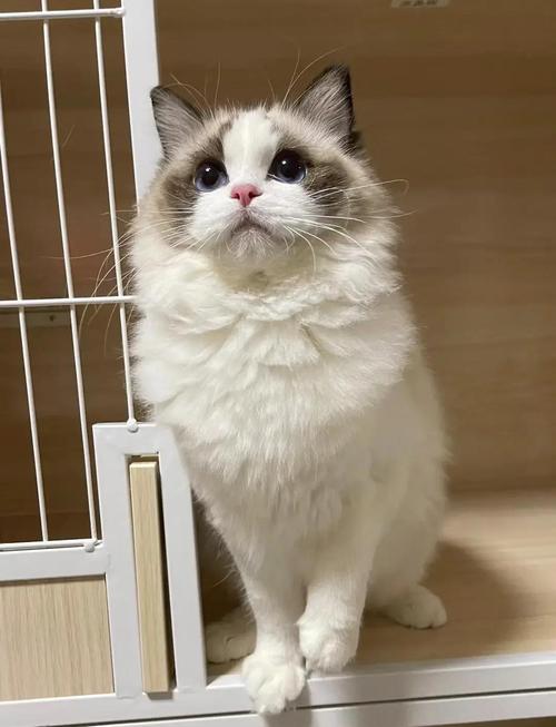 富婆太太爱不释手的布偶猫（富婆太太圈那些娇贵的布偶猫）