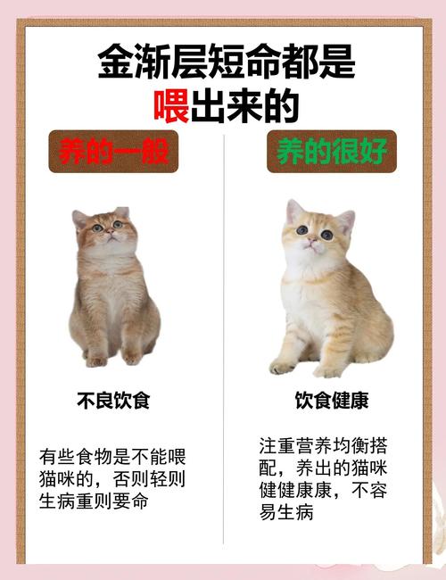 红薯适量喂猫好，助消化补营养，但要注意控制量（猫咪吃红薯的好处和坏处）