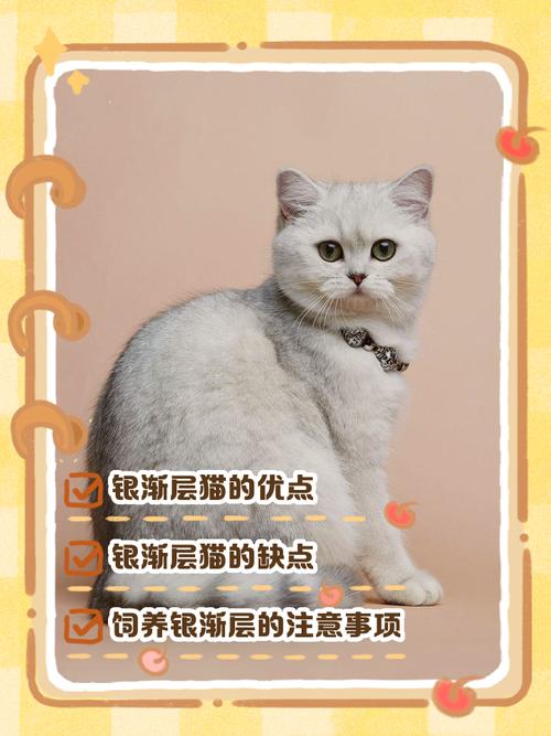 美丽伴侣，需细心照顾（银渐层猫有哪些优缺点）