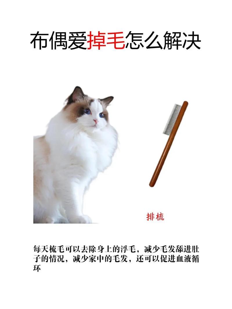 猫咪掉毛多？试试梳毛营养吸尘！（减少猫咪掉毛的五个小妙招）