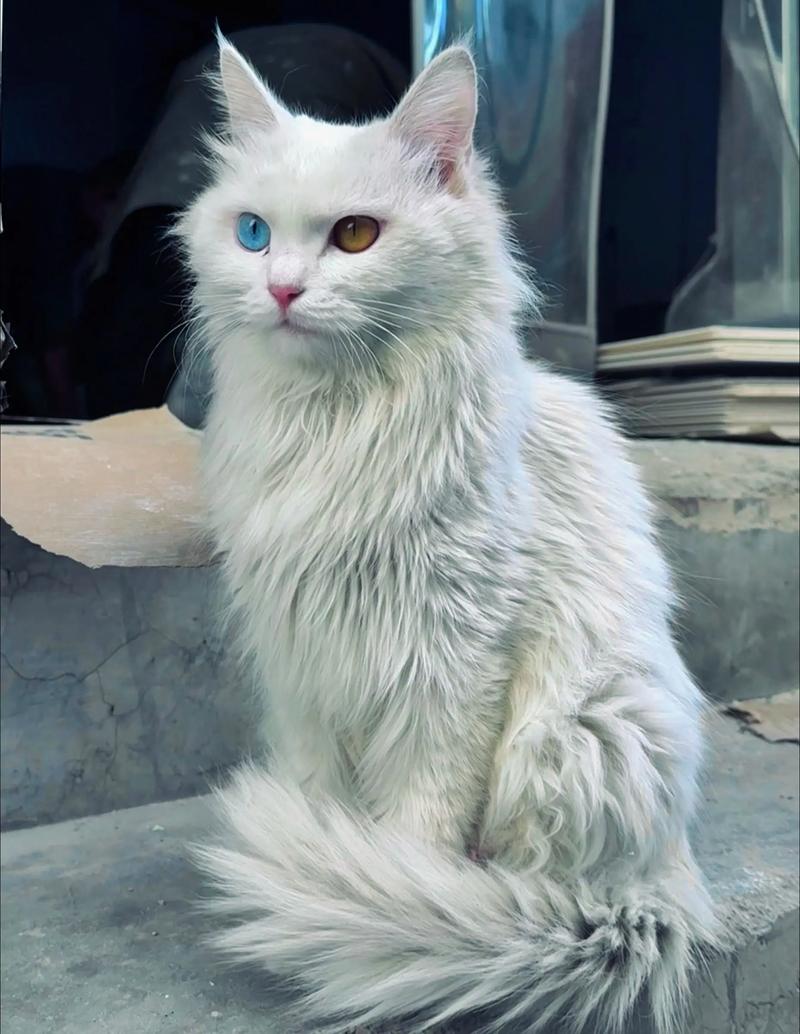波斯猫鸳鸯眼奇特，多彩毛发遗传定，染色伤身莫尝试（眼睛颜色不一样的波斯猫图片）