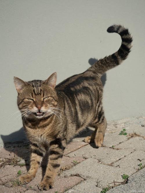 养狸花猫注意十大禁忌，健康喂养保平安！（养狸花猫十大禁忌）