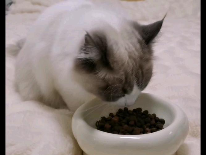 凯锐思幼猫粮改善布偶食欲毛发（布偶猫饭）