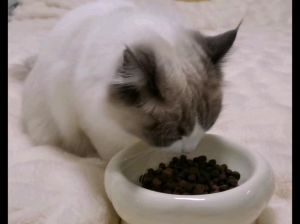 凯锐思幼猫粮改善布偶食欲毛发（布偶猫饭）