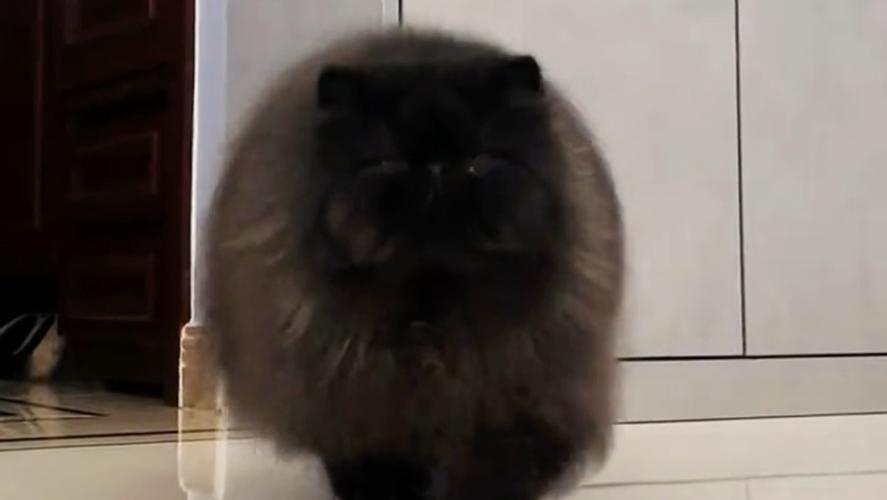 优雅神秘，温顺伴侣（波斯猫有黑色的吗）