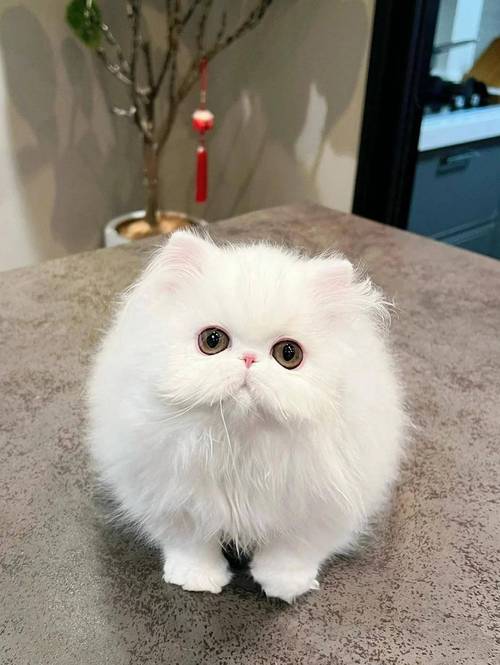 波斯猫英国培育非波斯，优雅贵族但难打理（波斯猫高清图片）