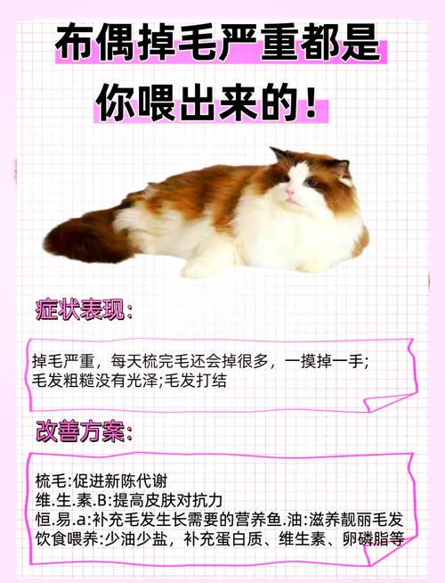科学养猫止掉毛，健康毛发少烦恼（有什么办法不让猫脱毛）