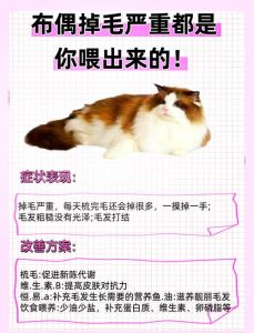 科学养猫止掉毛，健康毛发少烦恼（有什么办法不让猫脱毛）