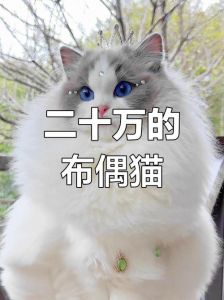 布偶猫价格差异大，赛级可上万！（上百万的布偶猫有哪些）