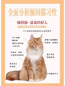 空间掉毛吃得多粘人健康（缅因猫为什么不能养）