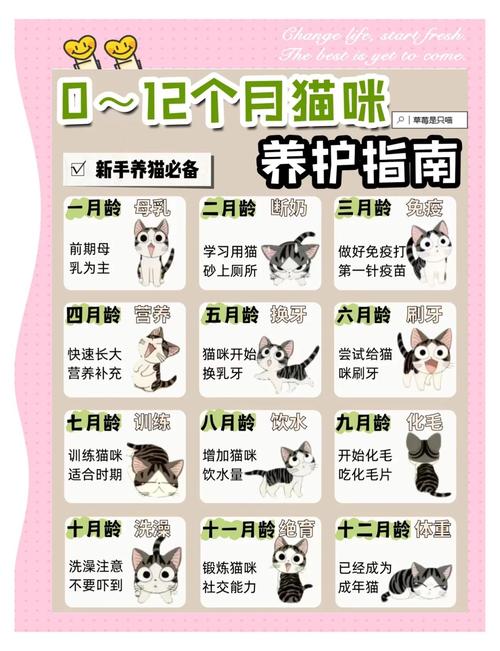 照顾好你的美丽长毛伙伴（波斯猫豢养手册全文）