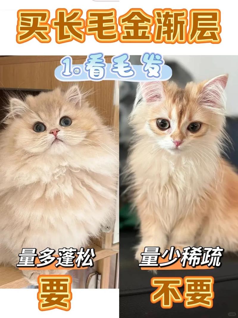 长毛猫夏季护理小贴士（长毛猫夏天需要剪短毛吗）