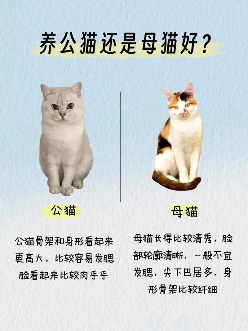 公粘人母独立（德文养公猫还是养母猫）