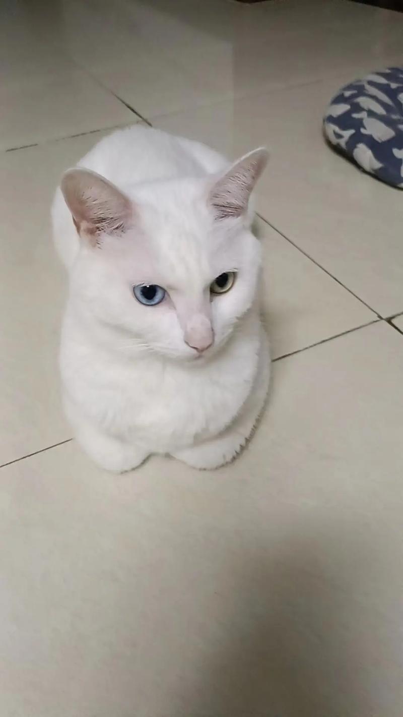 灵性与纯真，为空间添活力（街头白色短毛猫照片）