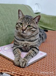 探索不同毛色魅力（狸花猫都有哪些毛色）
