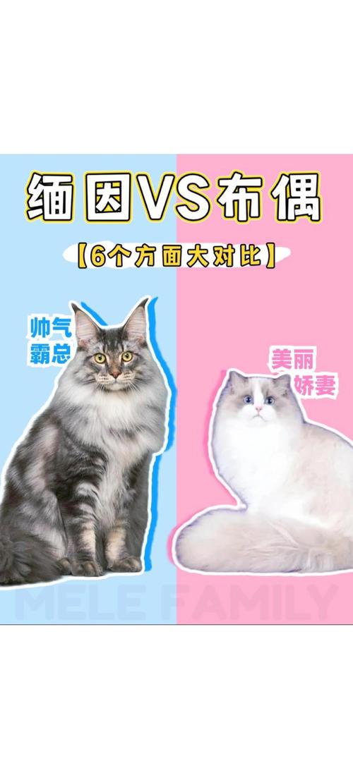 猫咪掉毛多怎么办？（缅因猫和布偶猫哪个掉毛更严重）