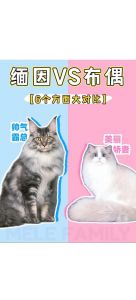 猫咪掉毛多怎么办？（缅因猫和布偶猫哪个掉毛更严重）