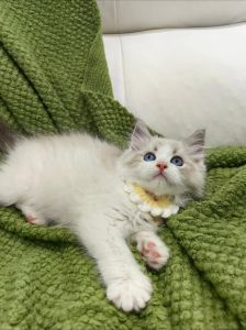 招财辟邪，看猫知运！（招邪的人养布偶猫）