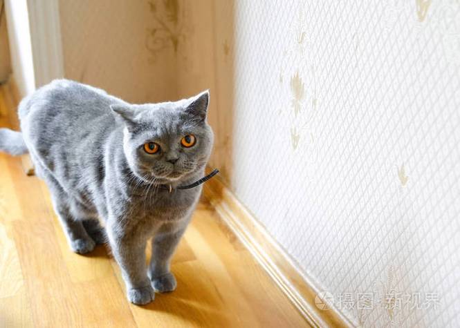 优雅神秘俄罗斯蓝猫，圆润可爱英国短毛猫，聪明活泼泰国猫（灰色短毛猫）