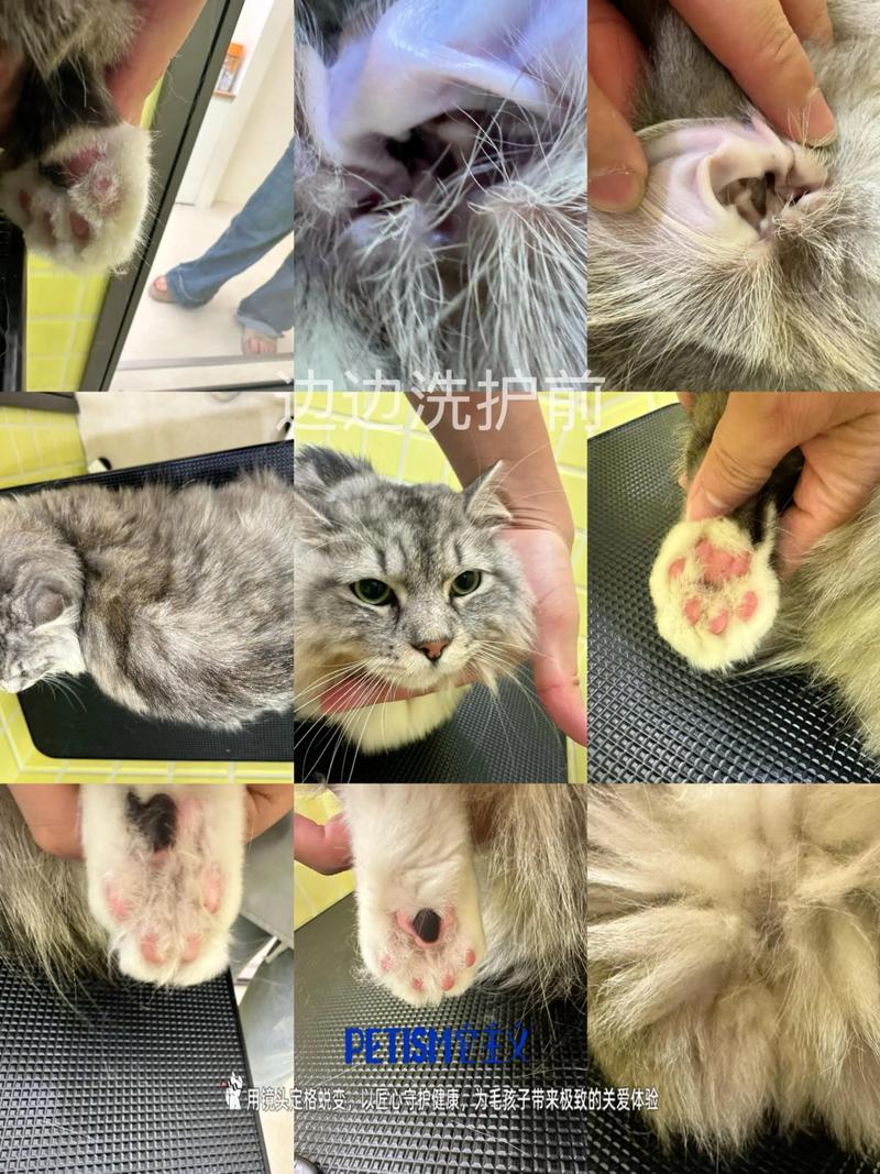 洗澡理毛再剃毛，注意安全和护理（猫猫剃毛需要洗澡吗）