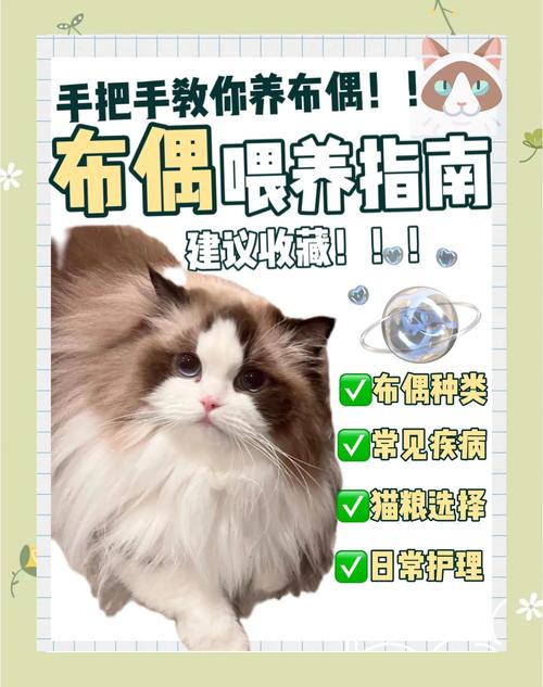 健康性格毛发费用肠胃（为什么布偶猫尽量少养）